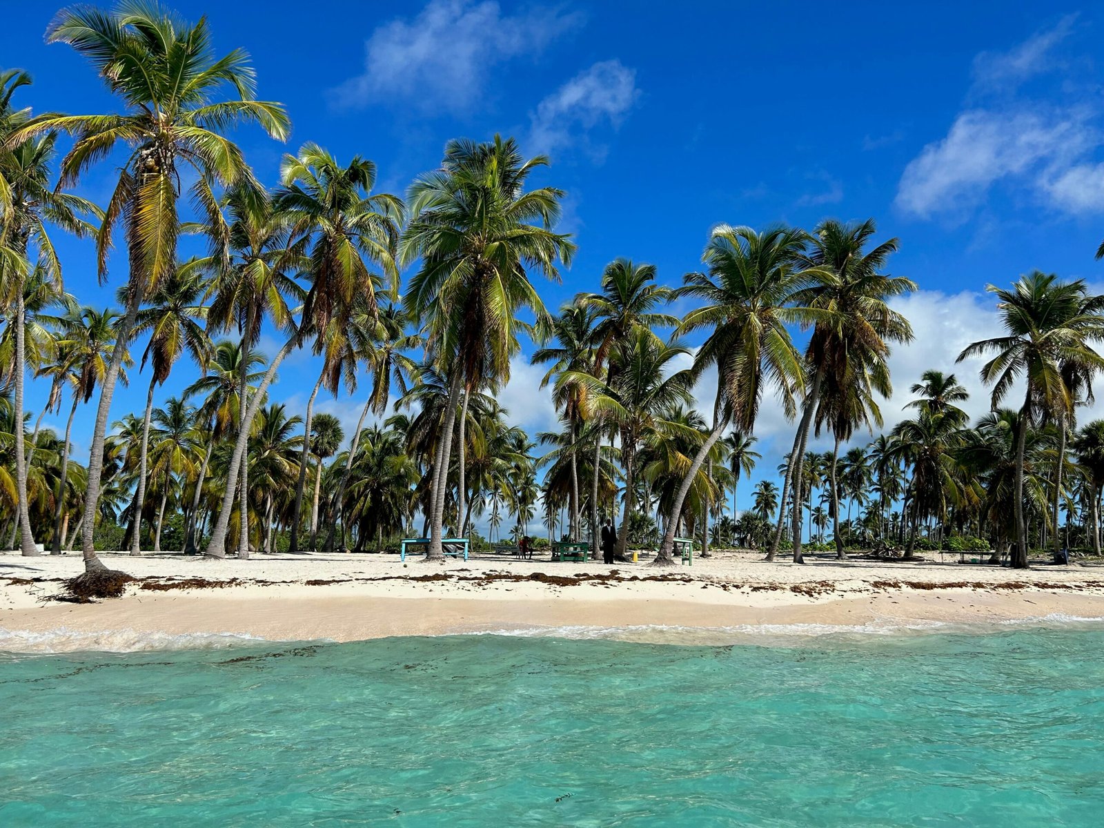 a beach with palm trees