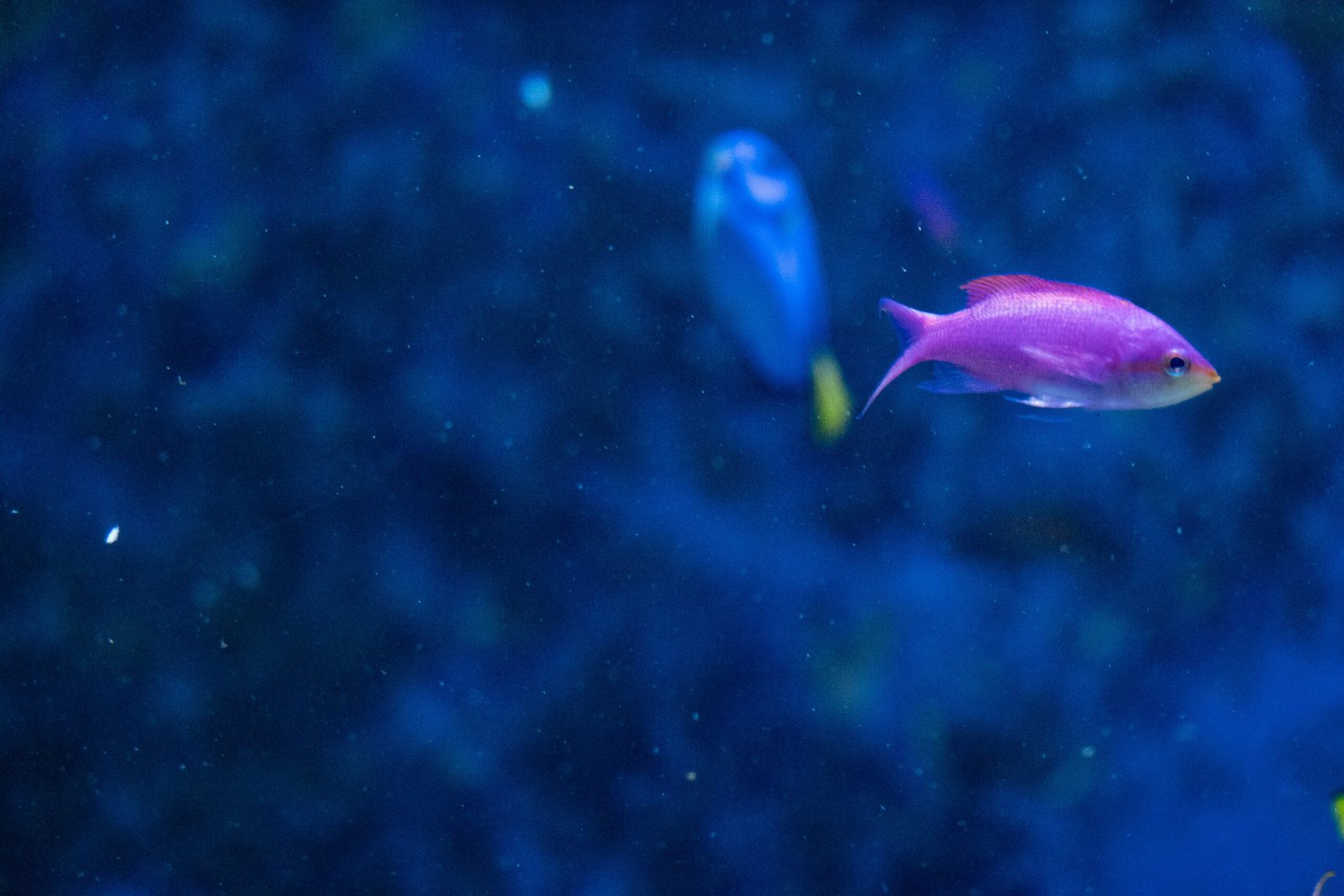 a group of fish swimming in an aquarium